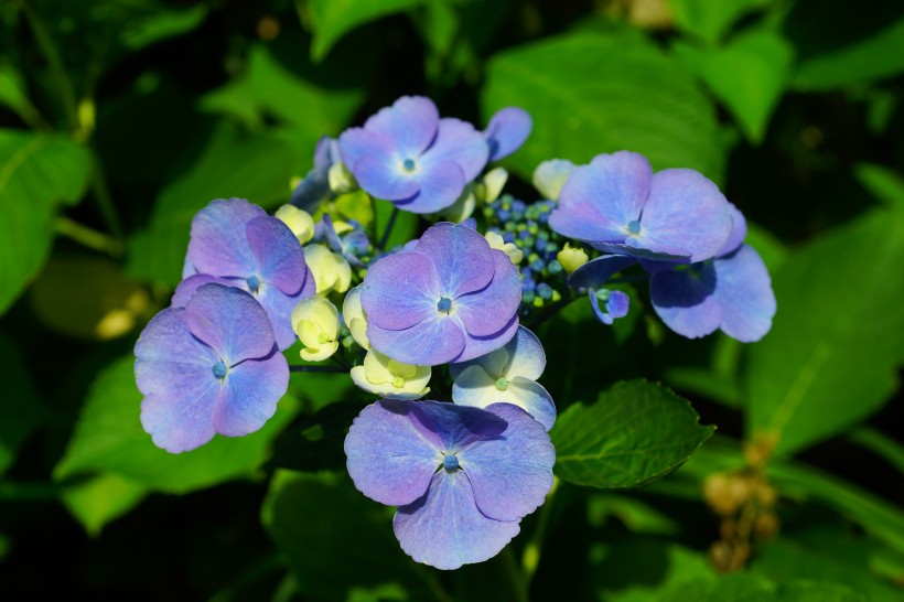 花團錦簇的八仙花圖片