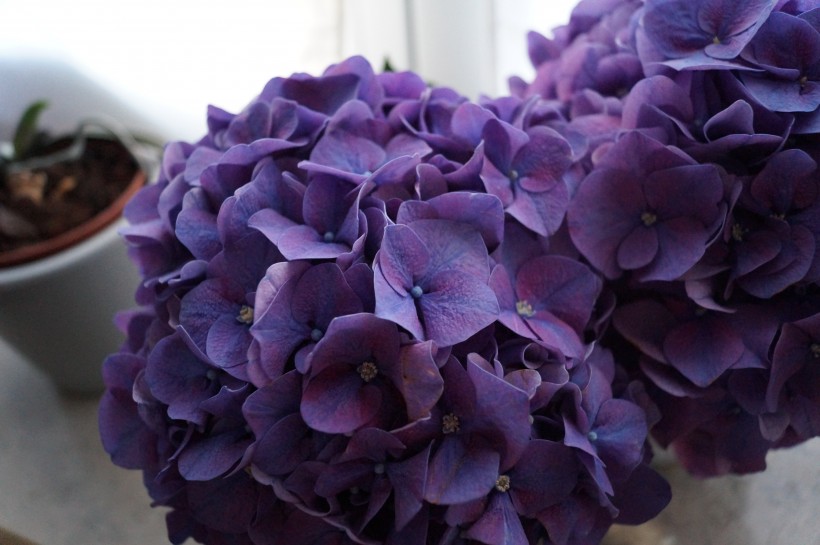 花團錦簇的八仙花圖片