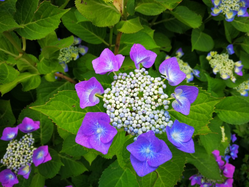 花團錦簇的八仙花圖片