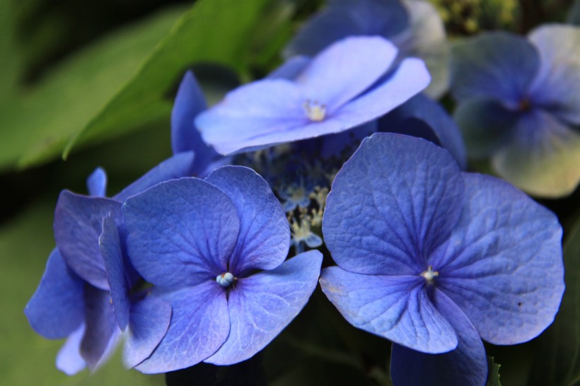 花團錦簇的八仙花圖片