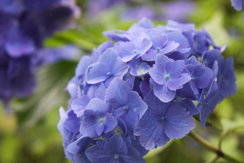 花團錦簇的八仙花圖片