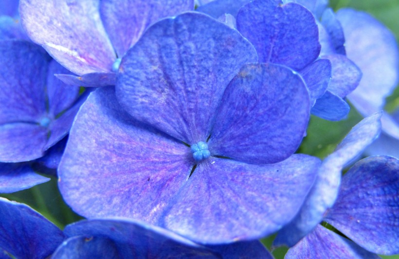 花團錦簇的八仙花圖片