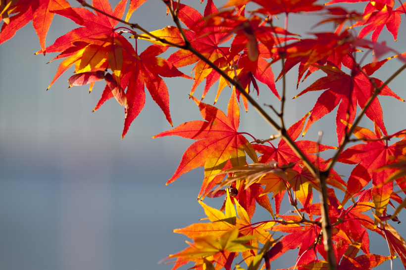 秋天唯美的紅色楓葉圖片