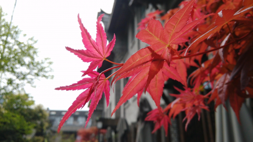 秋天唯美的紅色楓葉圖片