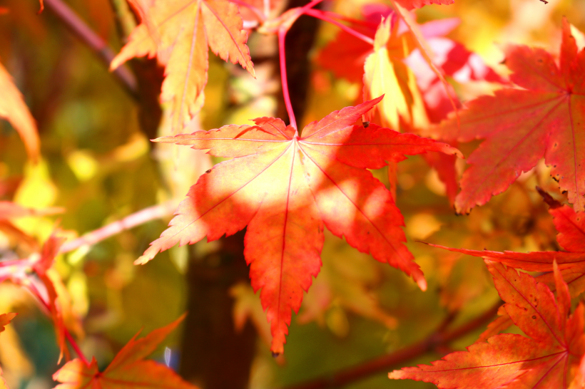 秋天唯美的紅色楓葉圖片