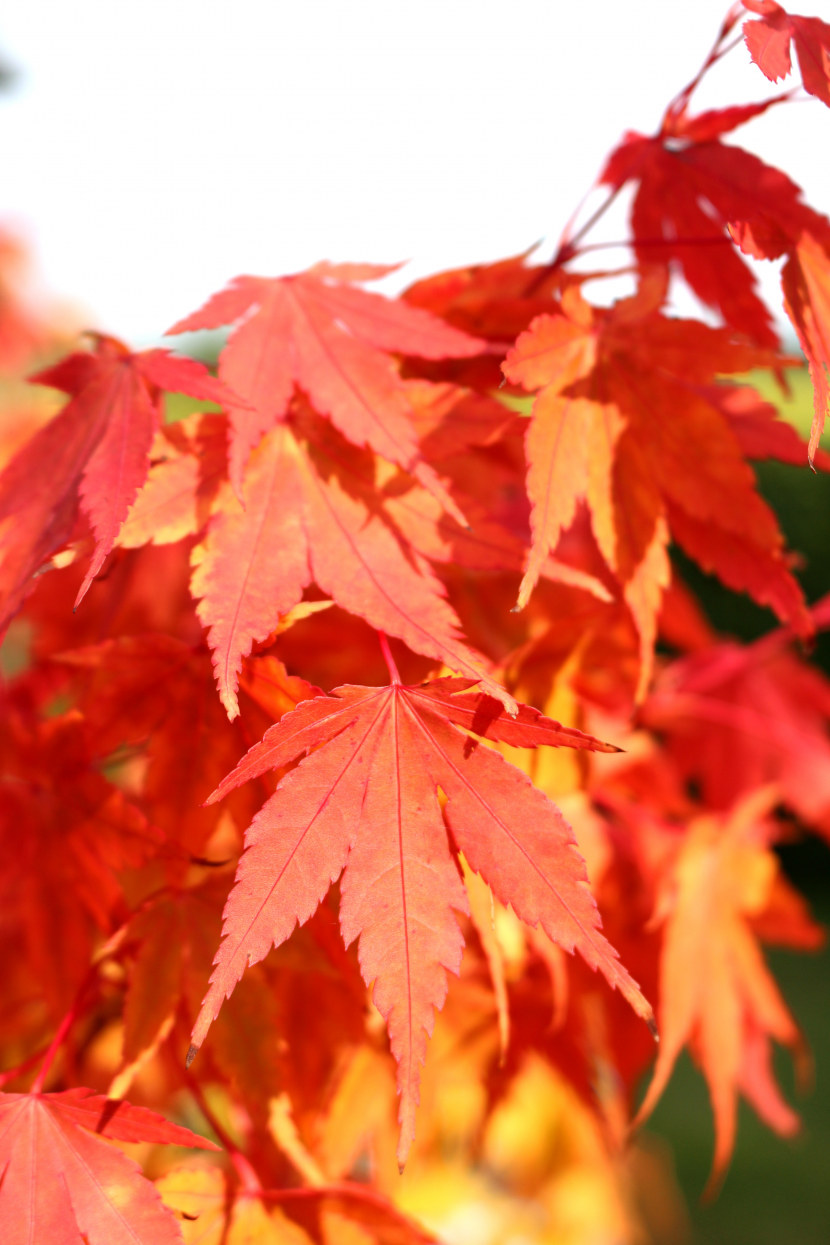 秋天唯美的紅色楓葉圖片