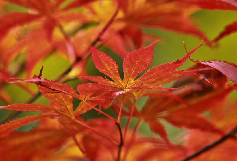 秋天唯美的紅色楓葉圖片