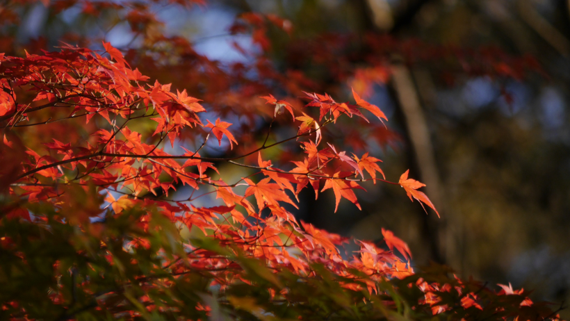 秋天唯美的紅色楓葉圖片