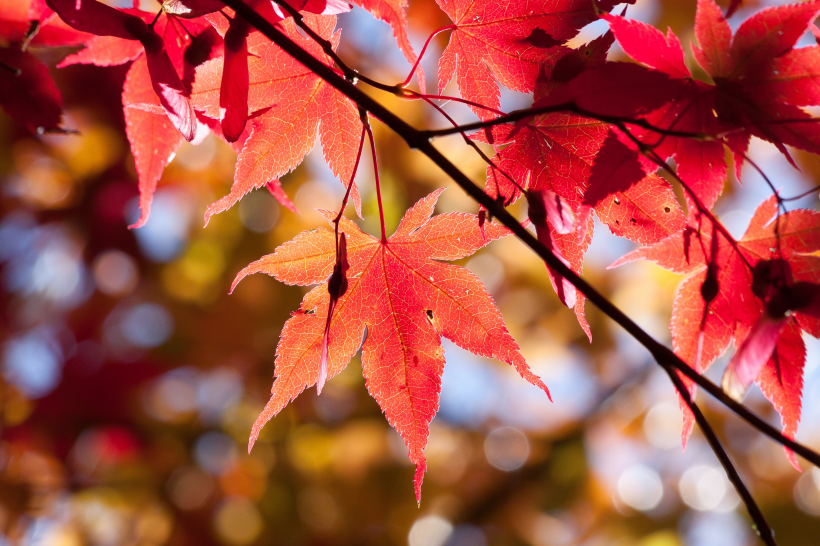 秋天唯美的紅色楓葉圖片