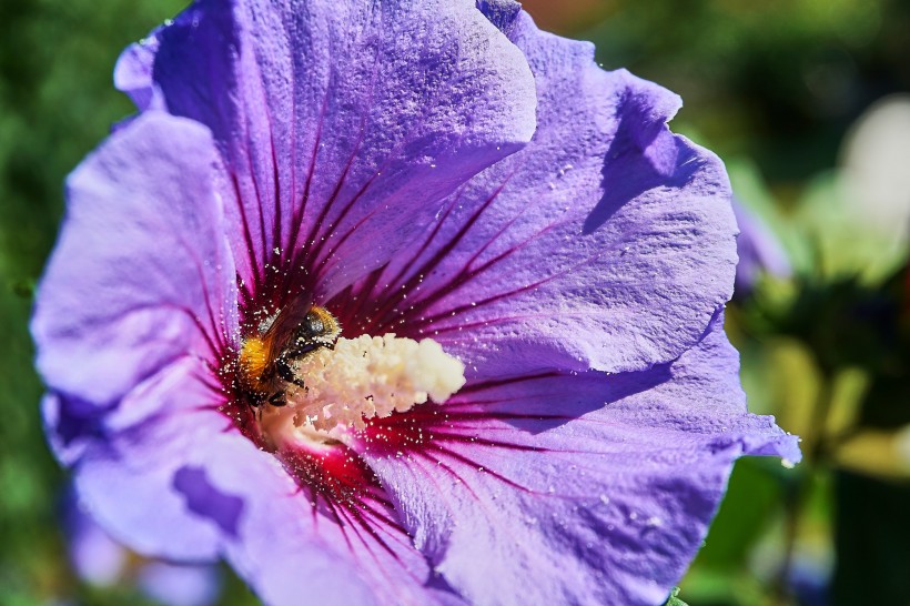 纖細純潔的芙蓉花圖片