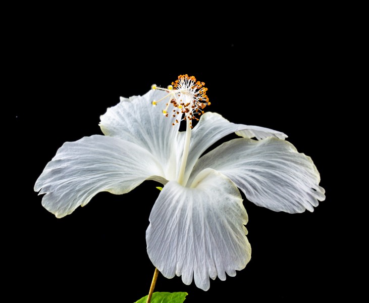 纖細純潔的芙蓉花圖片