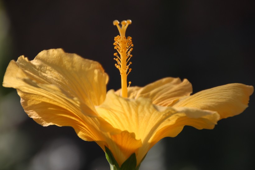 纖細純潔的芙蓉花圖片