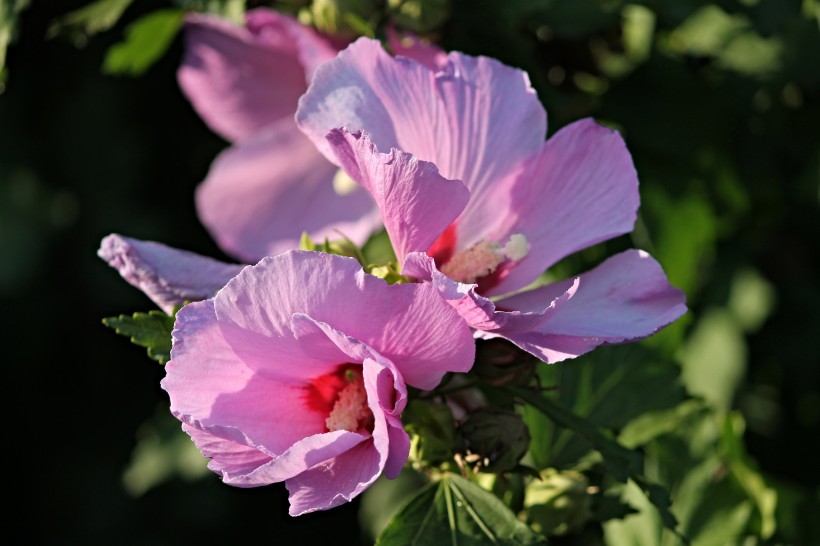 纖細純潔的芙蓉花圖片