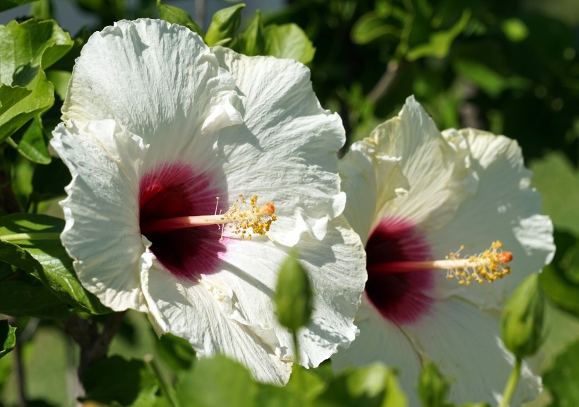 纖細純潔的芙蓉花圖片