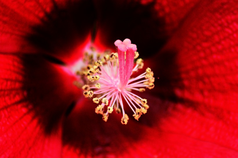 纖細純潔的芙蓉花圖片