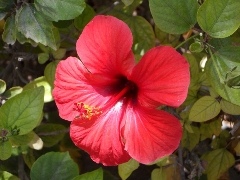 清新嬌豔的紅色芙蓉花圖片