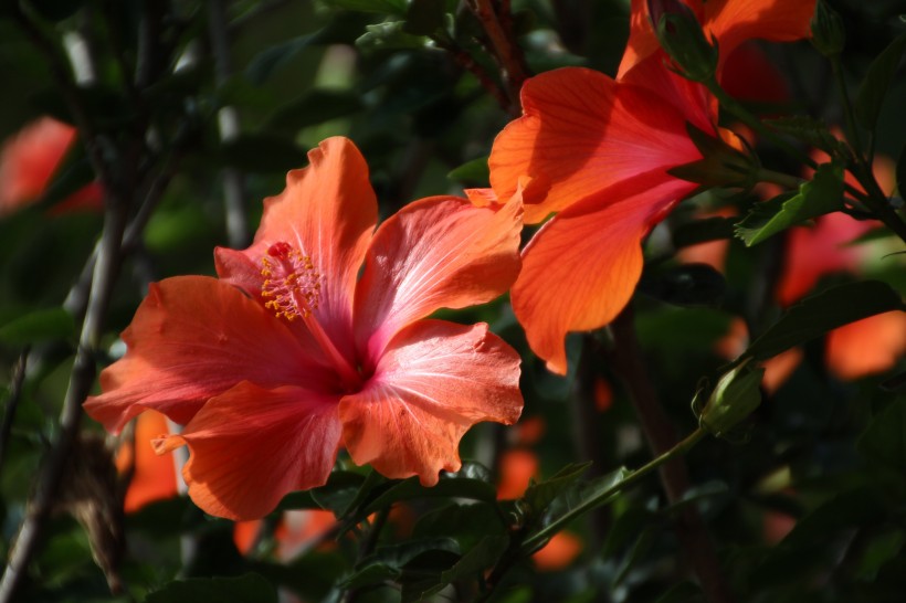 清新嬌豔的紅色芙蓉花圖片