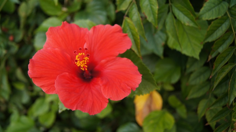 清新嬌豔的紅色芙蓉花圖片