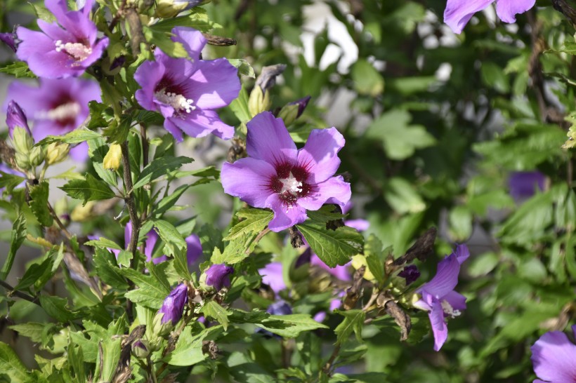 纖細純潔的芙蓉花圖片