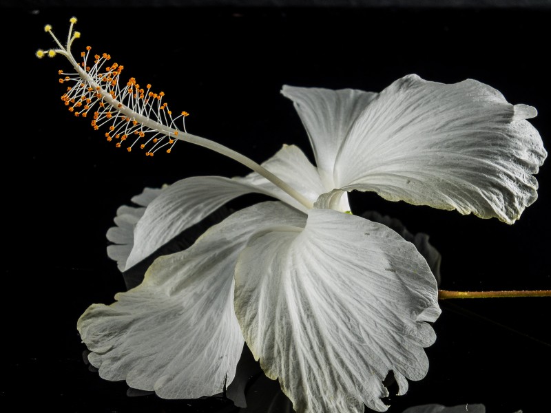 纖細純潔的芙蓉花圖片