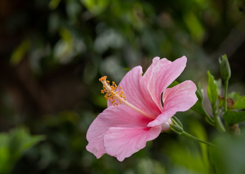 纖細純潔的芙蓉花圖片