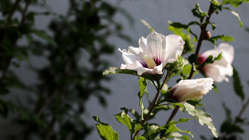 纖細純潔的芙蓉花圖片