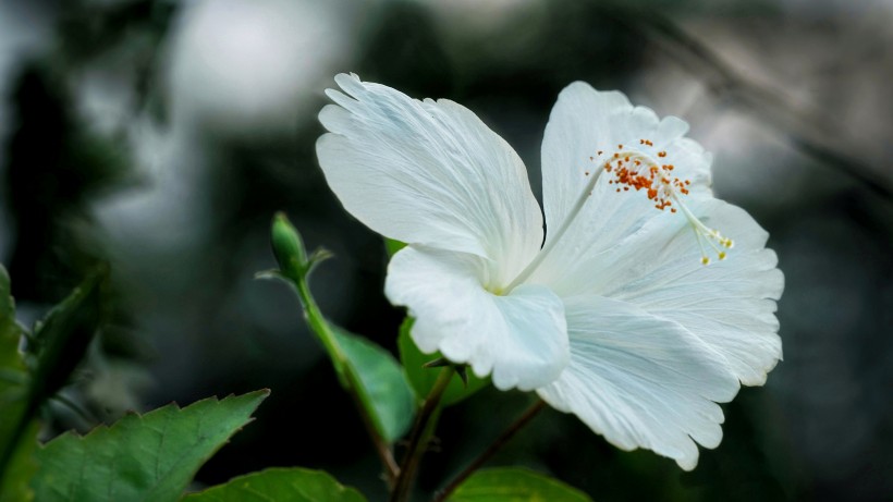 纖細純潔的芙蓉花圖片