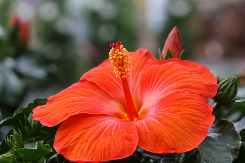 纖細純潔的芙蓉花圖片
