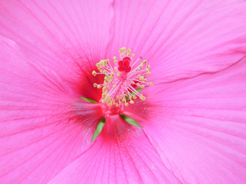 清新嬌豔的紅色芙蓉花圖片