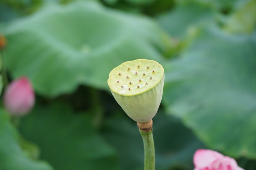 亭亭玉立的荷花圖片