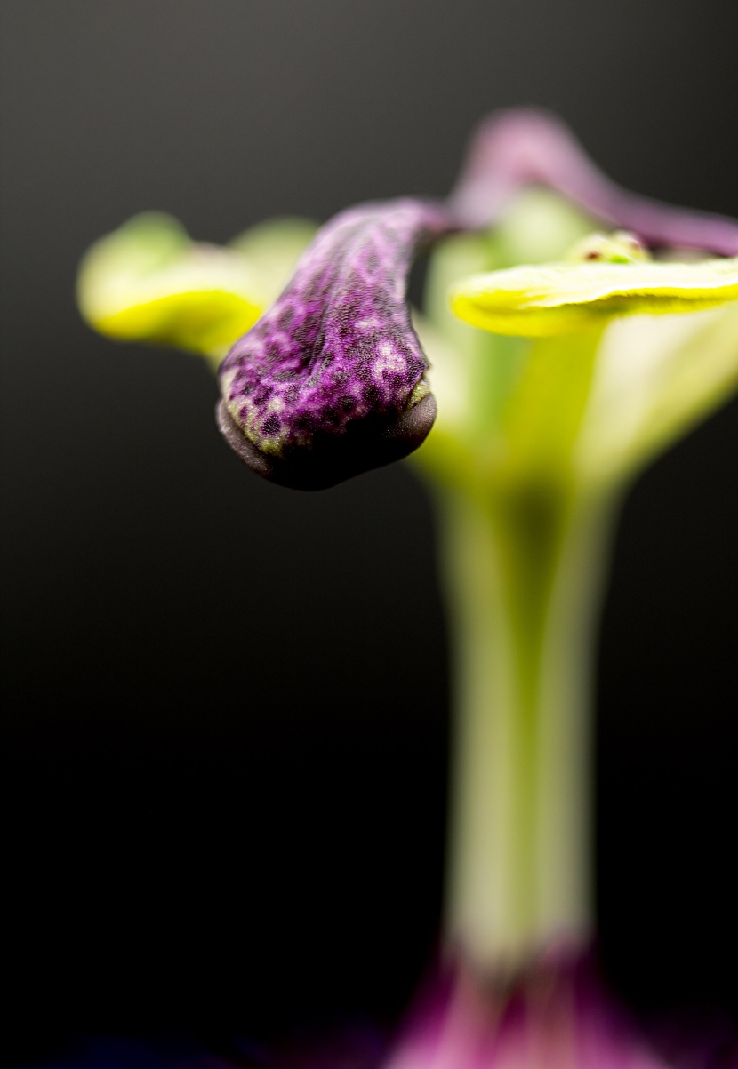 花蕊的特寫圖片