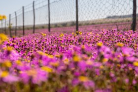 花田圖片