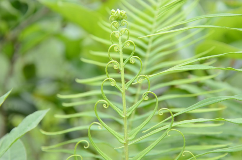 綠色清新的蕨菜圖片