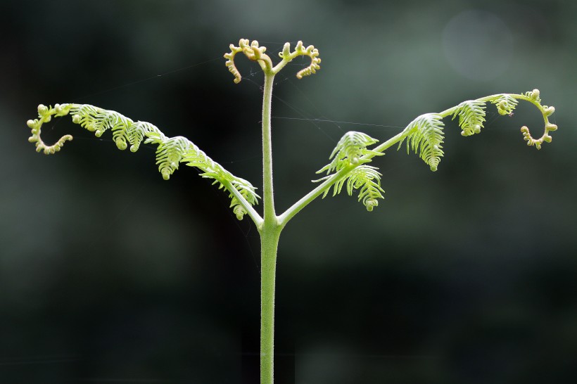 綠色清新的蕨菜圖片