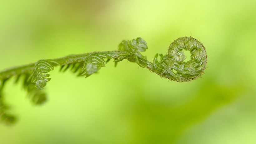 生機勃勃的綠色蕨菜圖片