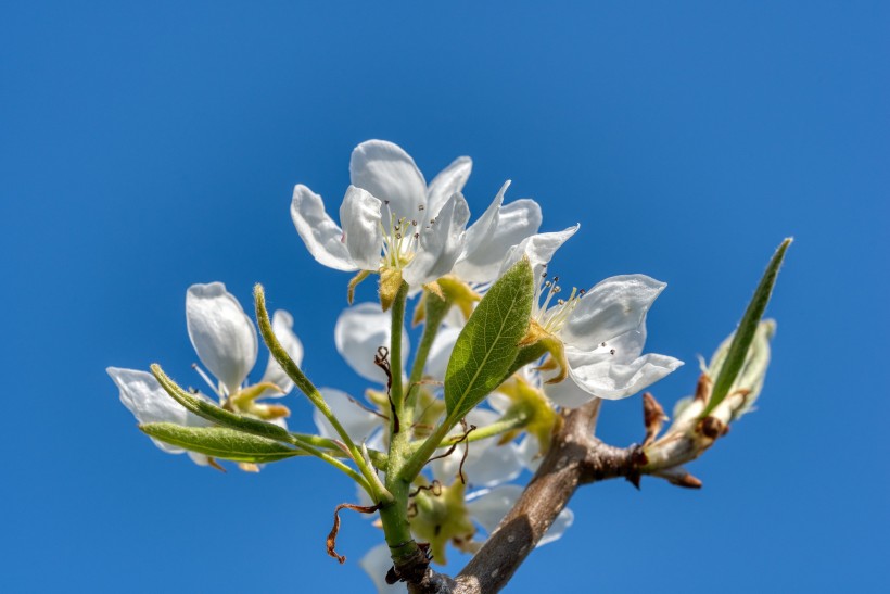 潔白如雪的梨花圖片