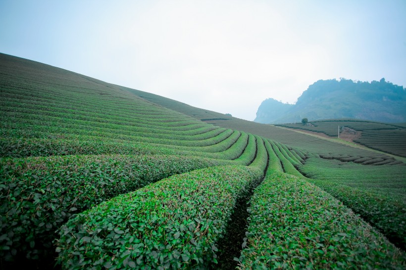 新鮮有格調的綠茶圖片