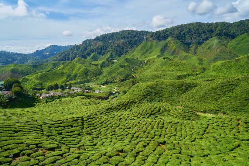 新鮮有格調的綠茶圖片