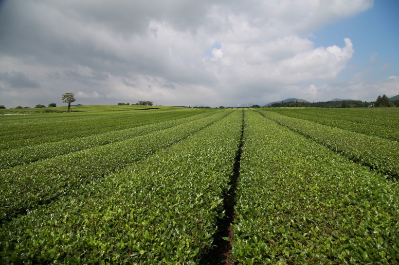 新鮮有格調的綠茶圖片