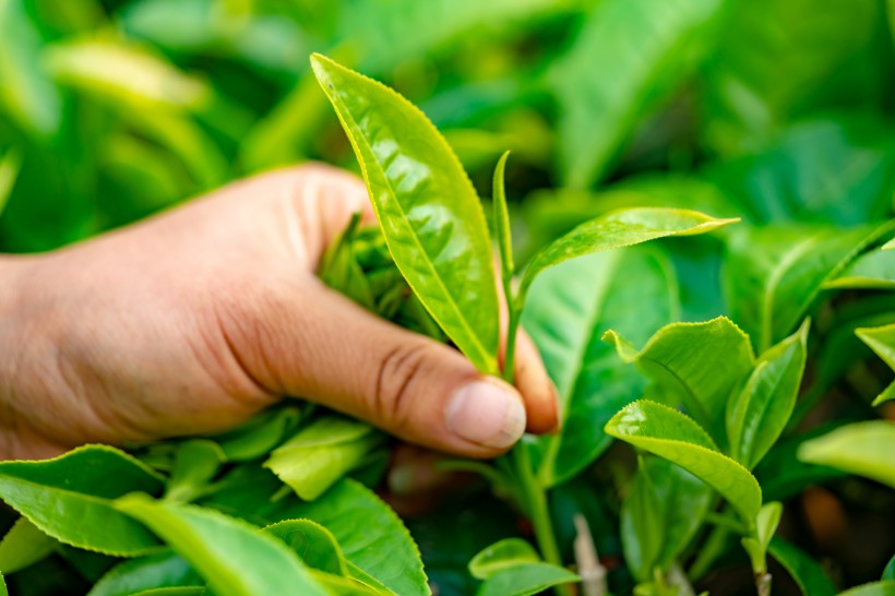 新鮮有格調的綠茶圖片