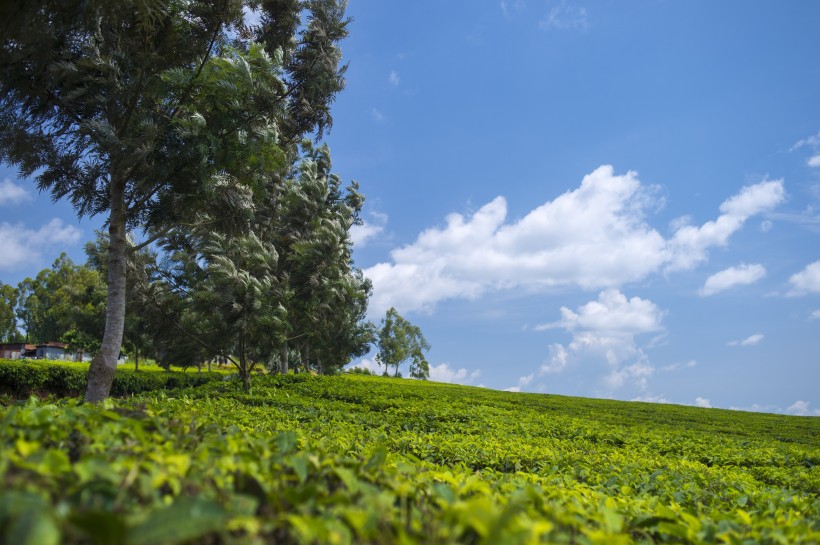 新鮮有格調的綠茶圖片