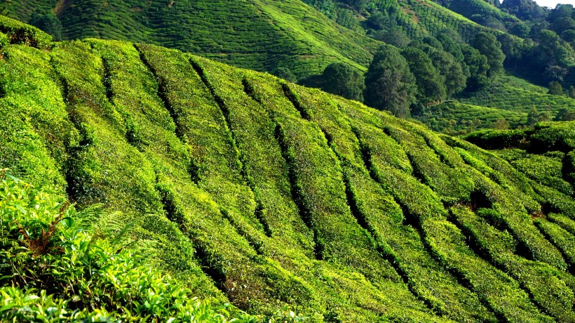 新鮮有格調的綠茶圖片