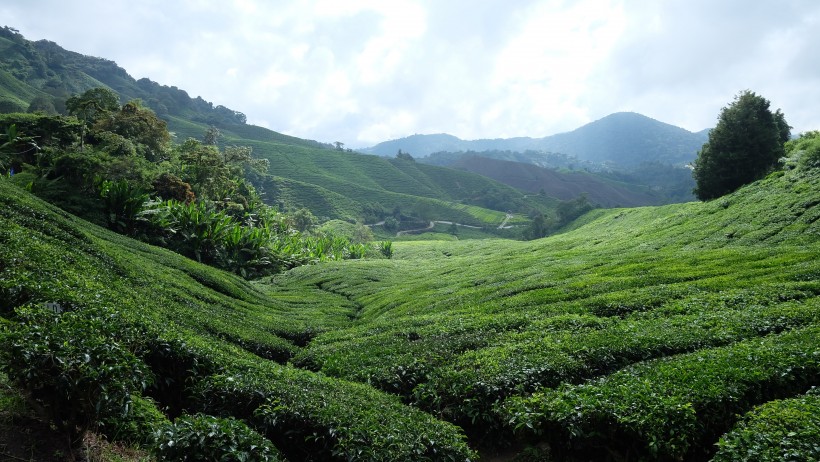 新鮮有格調的綠茶圖片