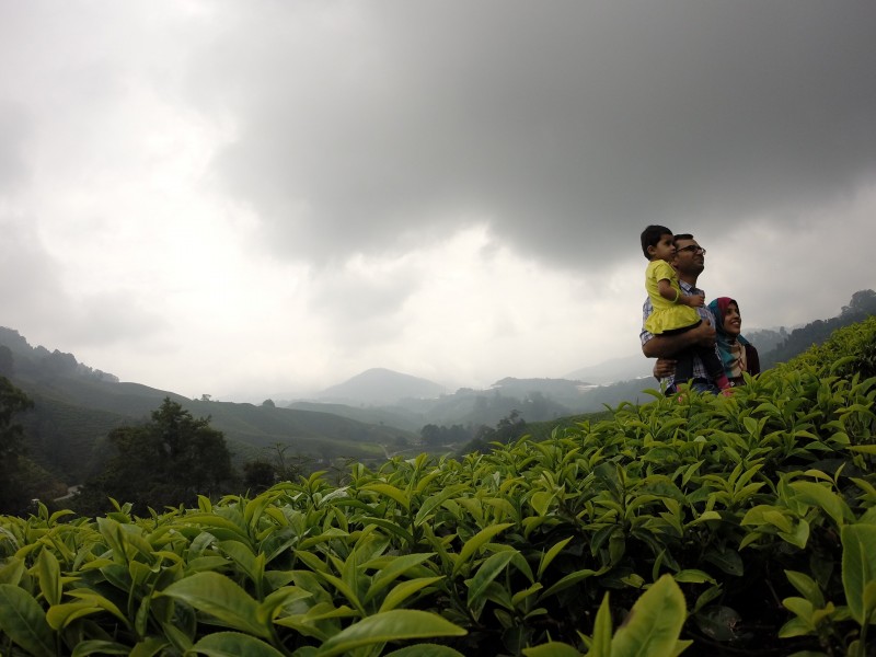 新鮮有格調的綠茶圖片