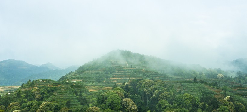 新鮮有格調的綠茶圖片