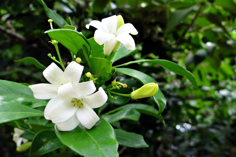 純潔美麗的茉莉花圖片