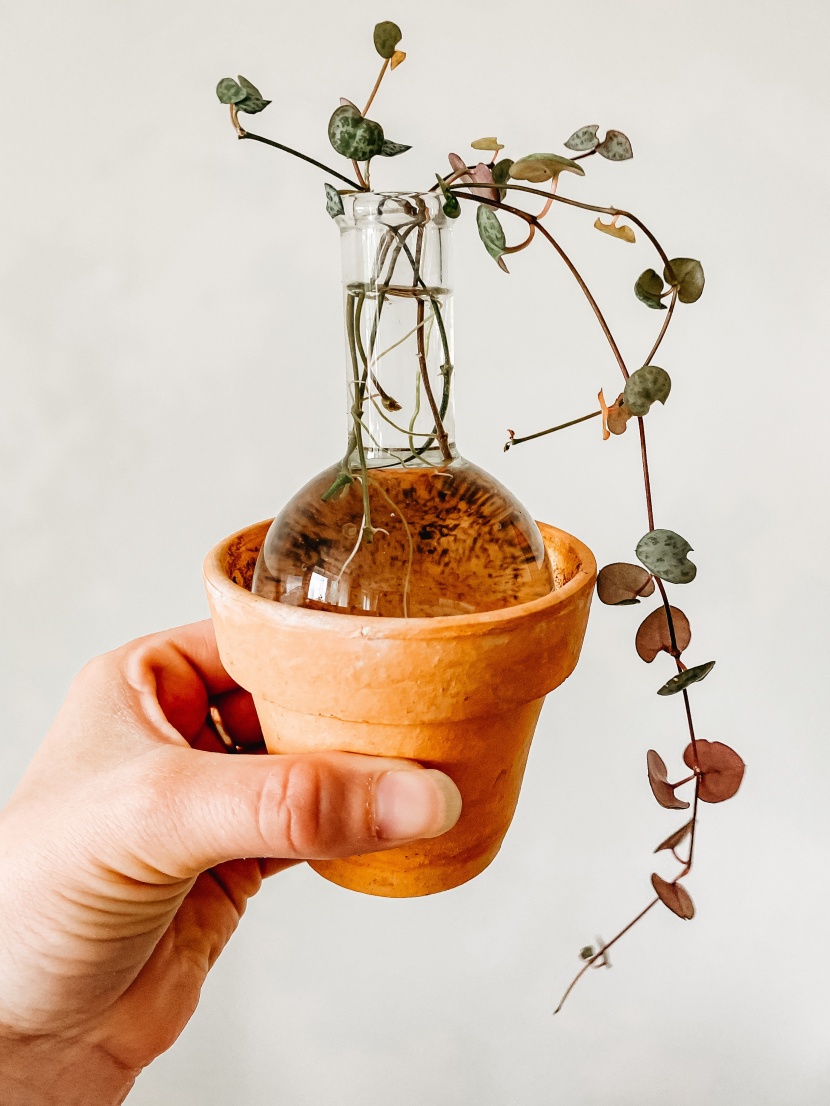 室内盆栽綠植圖片