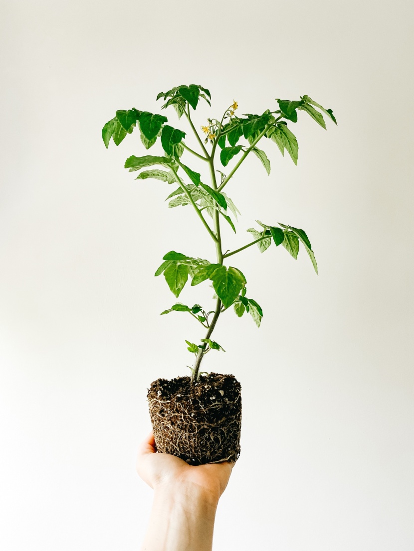 室内盆栽綠植圖片