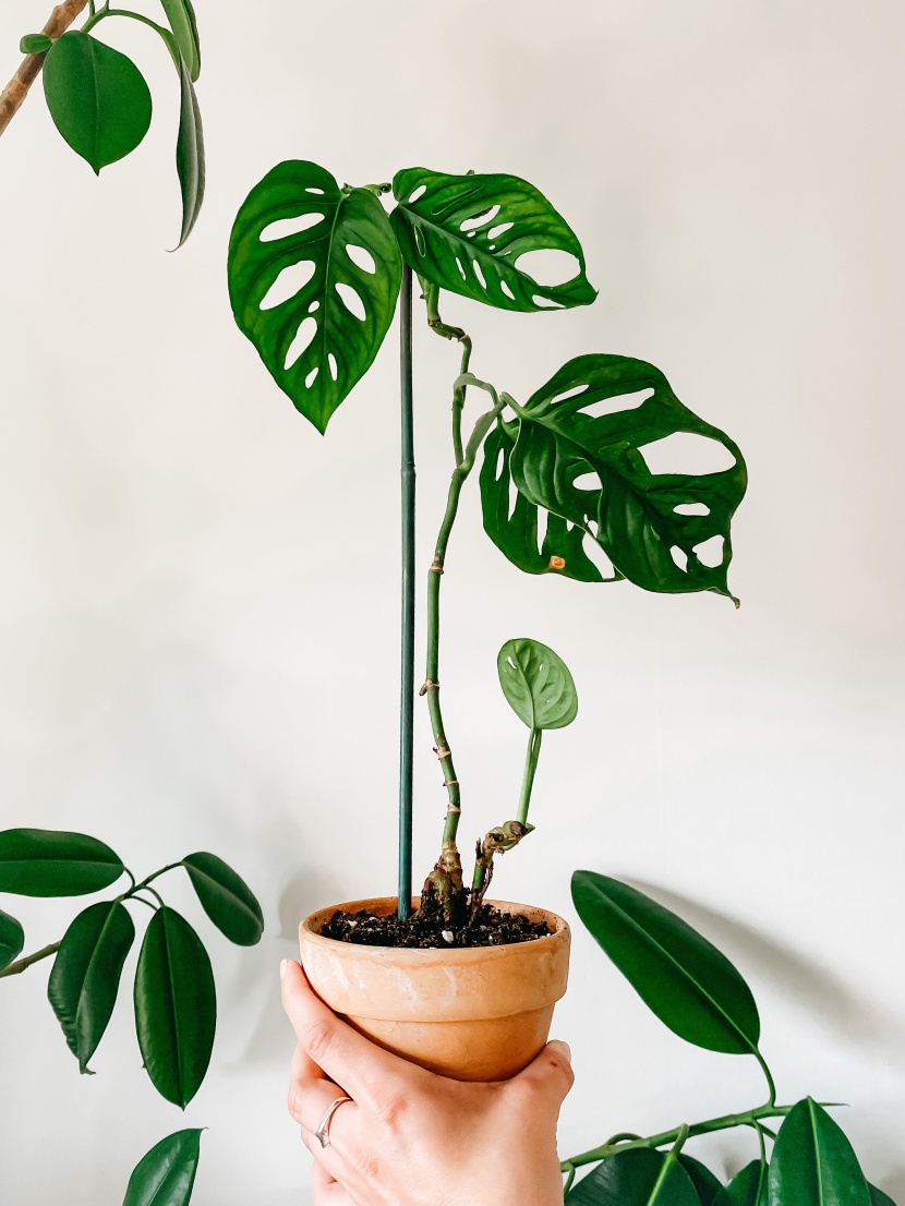 室内盆栽綠植圖片