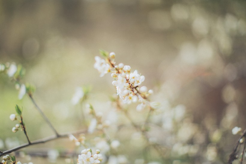 蘋果樹花圖片